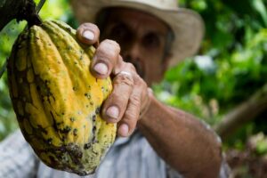 Hombre sujetando vaina de cacao